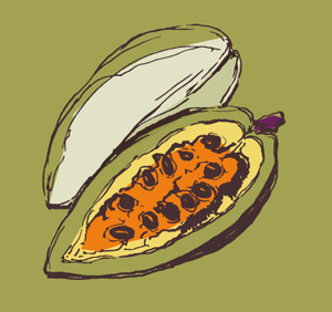 Cocoa